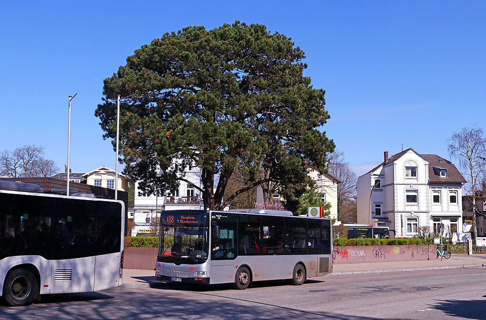 Die Bergziege am Bahnhof S-Bahn Blankenese in  Hamburg
