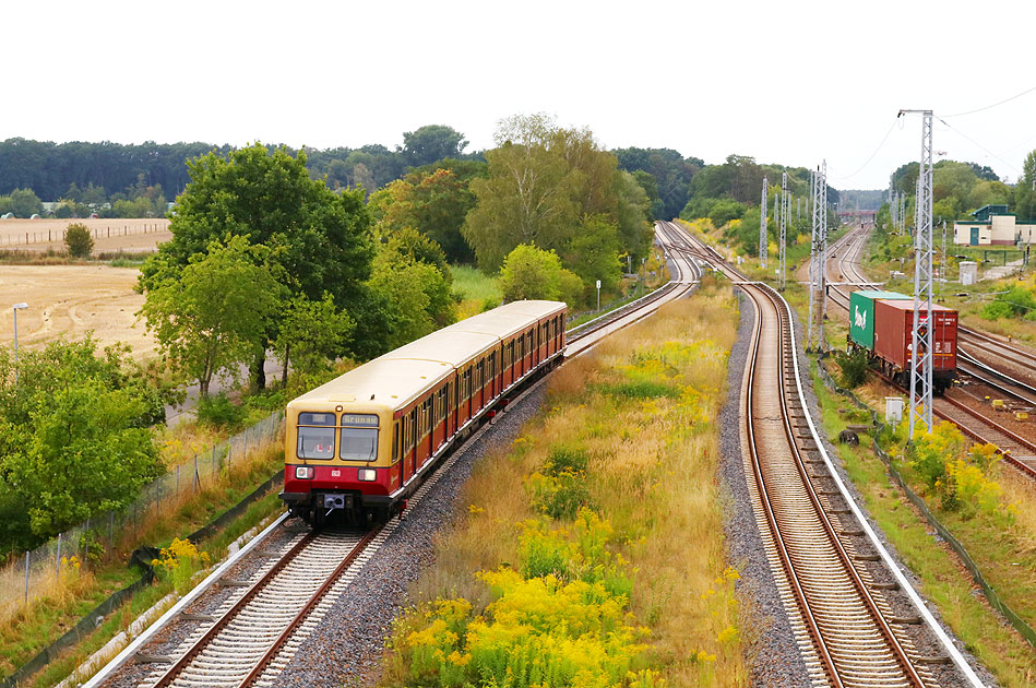 Eine S-Bahn der Baureihe 485 im Bahnhof Schönfließ am Berliner Außenring