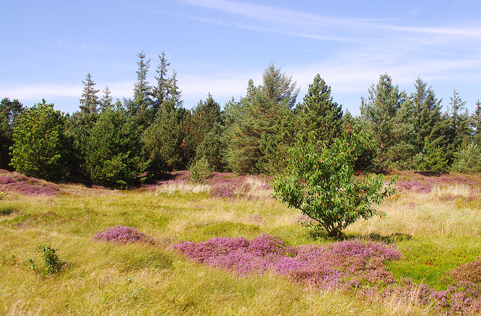 Heidelandschaft auf der Insel Römö in Dänemark