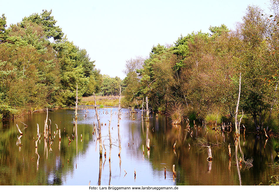 Das Pietzmoor bei Schneverdingen