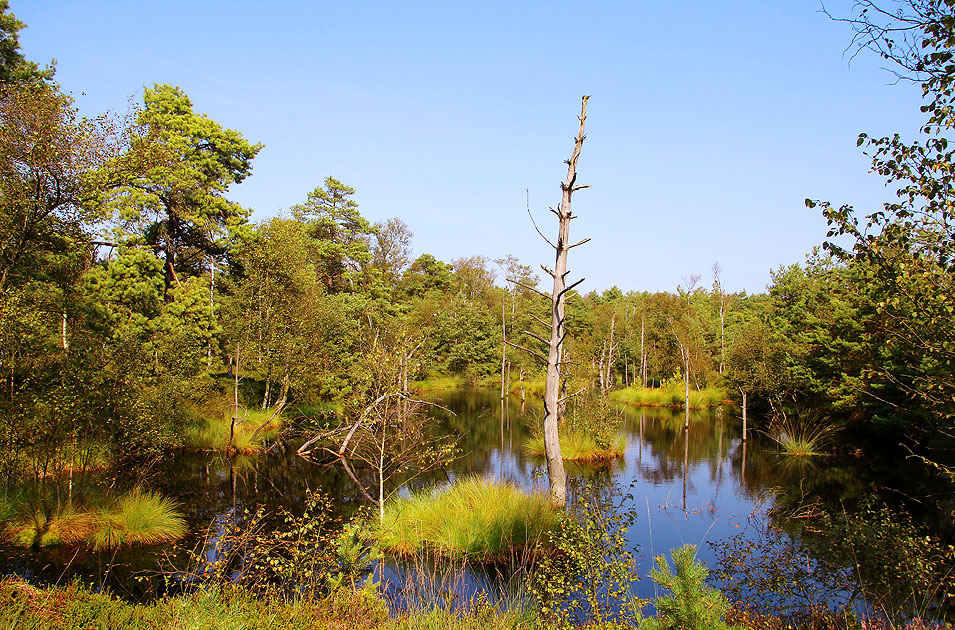 Das Pietzmoor bei Schneverdingen