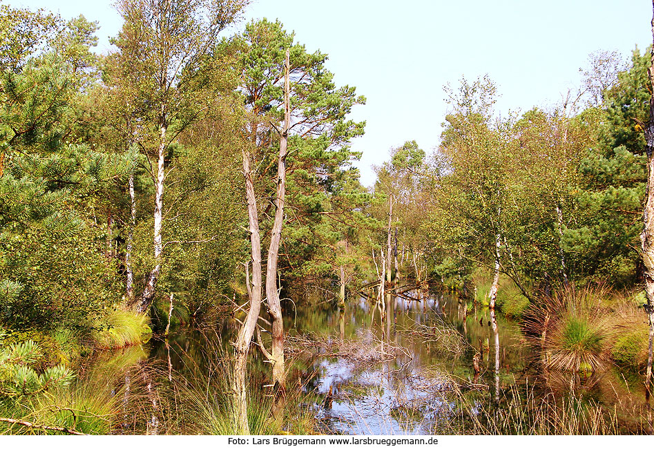 Das Pietzmoor in der Lüneburger Heide bei Schneverdingen