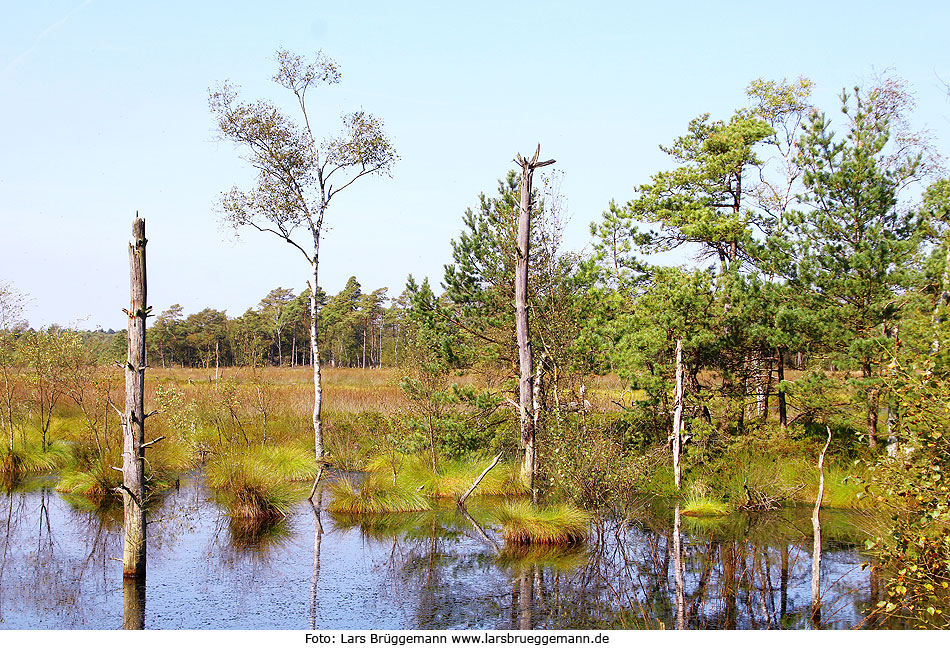 Das Pietzmoor bei Schneverdingen ein Hochmoor