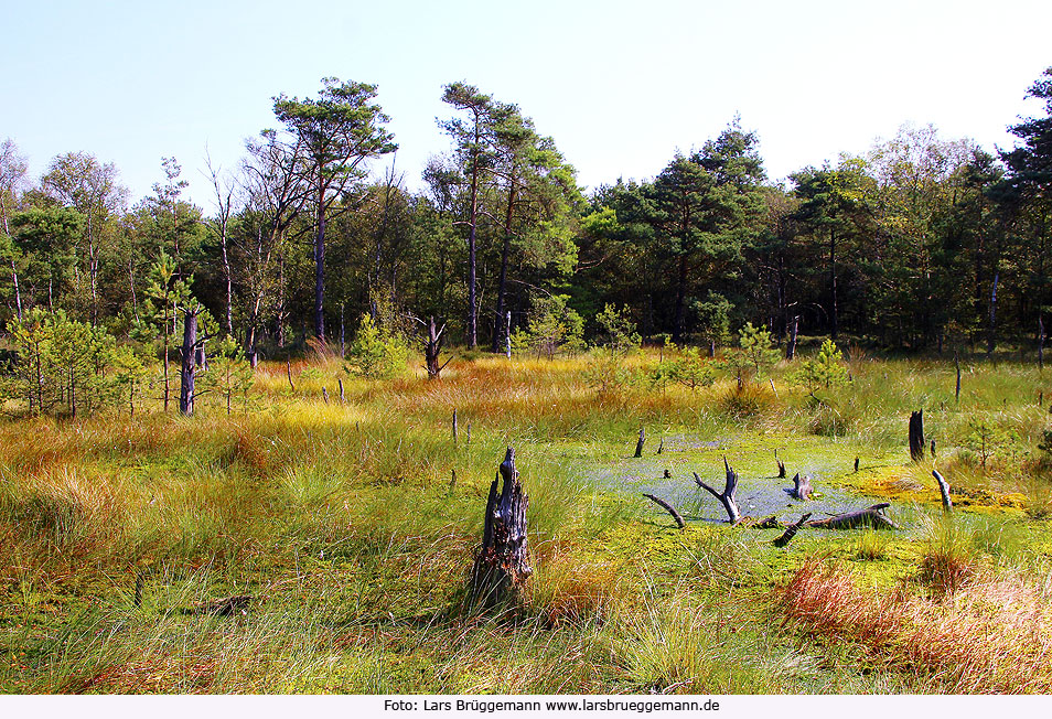 Das Pietzmoor bei Schneverdingen in der Lüneburger Heide